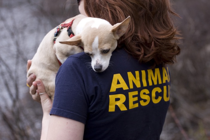 Volunteer or Foster - Animal Protection Foundation